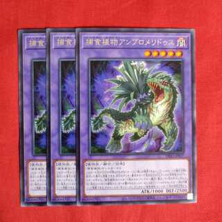 捕食植物アンブロメリドゥス レア