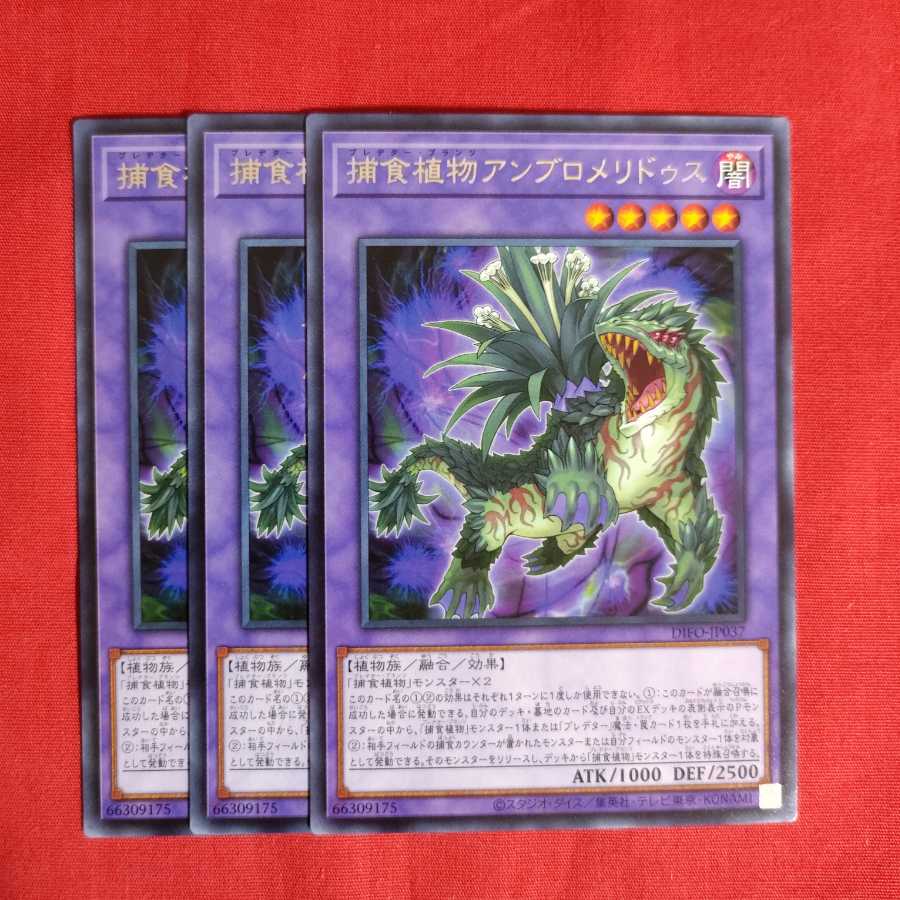 捕食植物アンブロメリドゥス レア