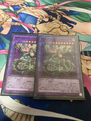 Predaplant Dragostapelia Normal JP053