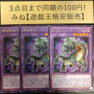 捕食植物アンブロメリドゥス レア