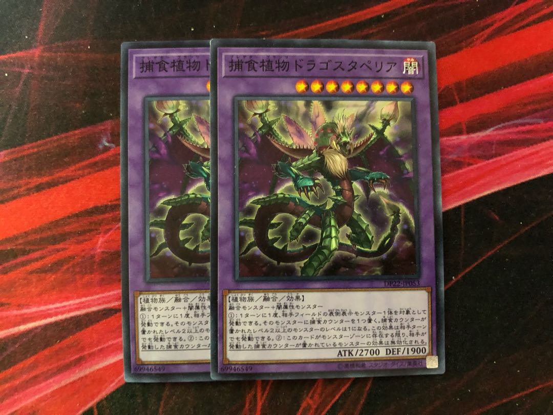 Predaplant Dragostapelia Set of 2