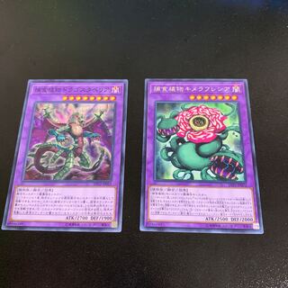 Predaplant Dragostapelia Normal JP053