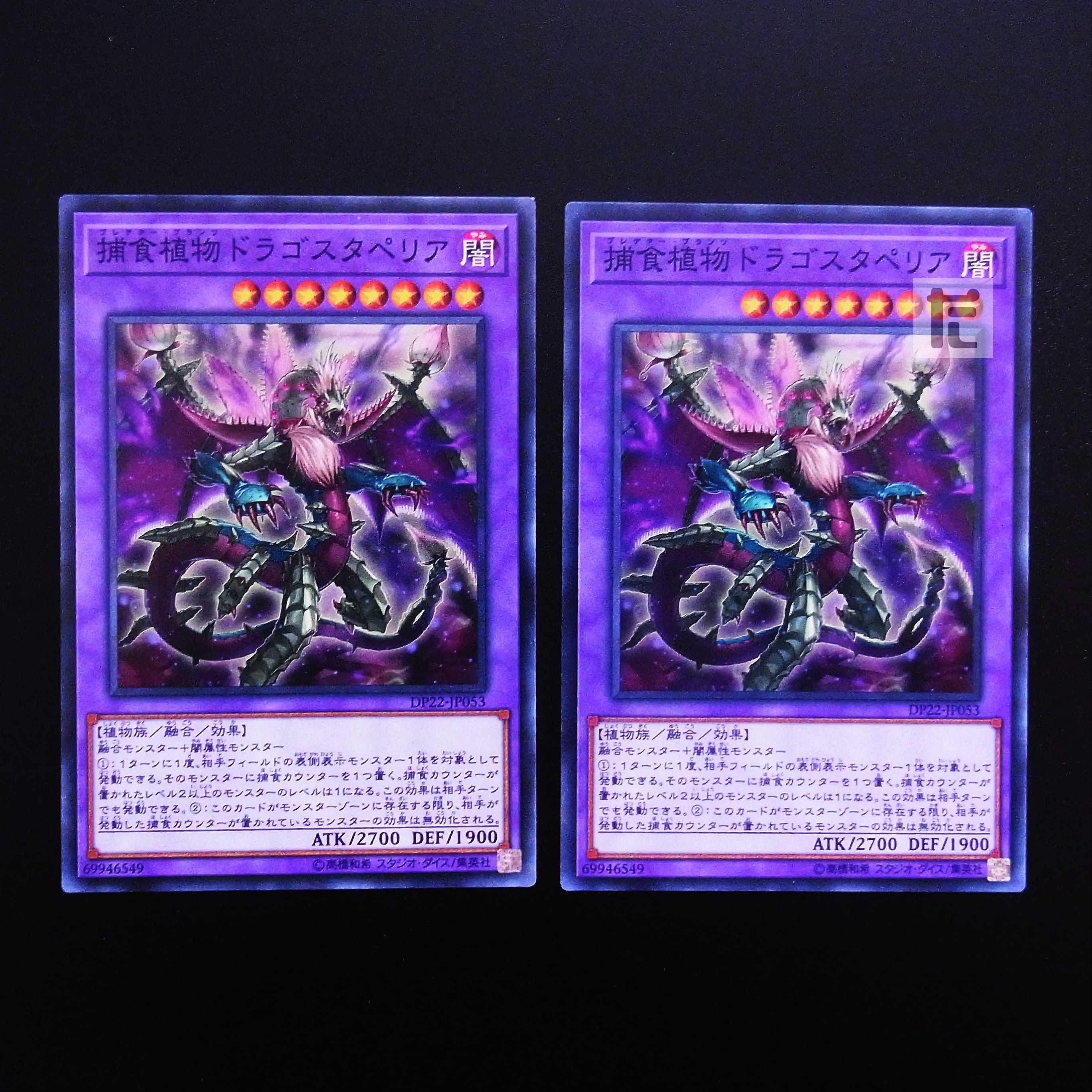 Predaplant Dragostapelia normal, set of 2 / Management:MY0344