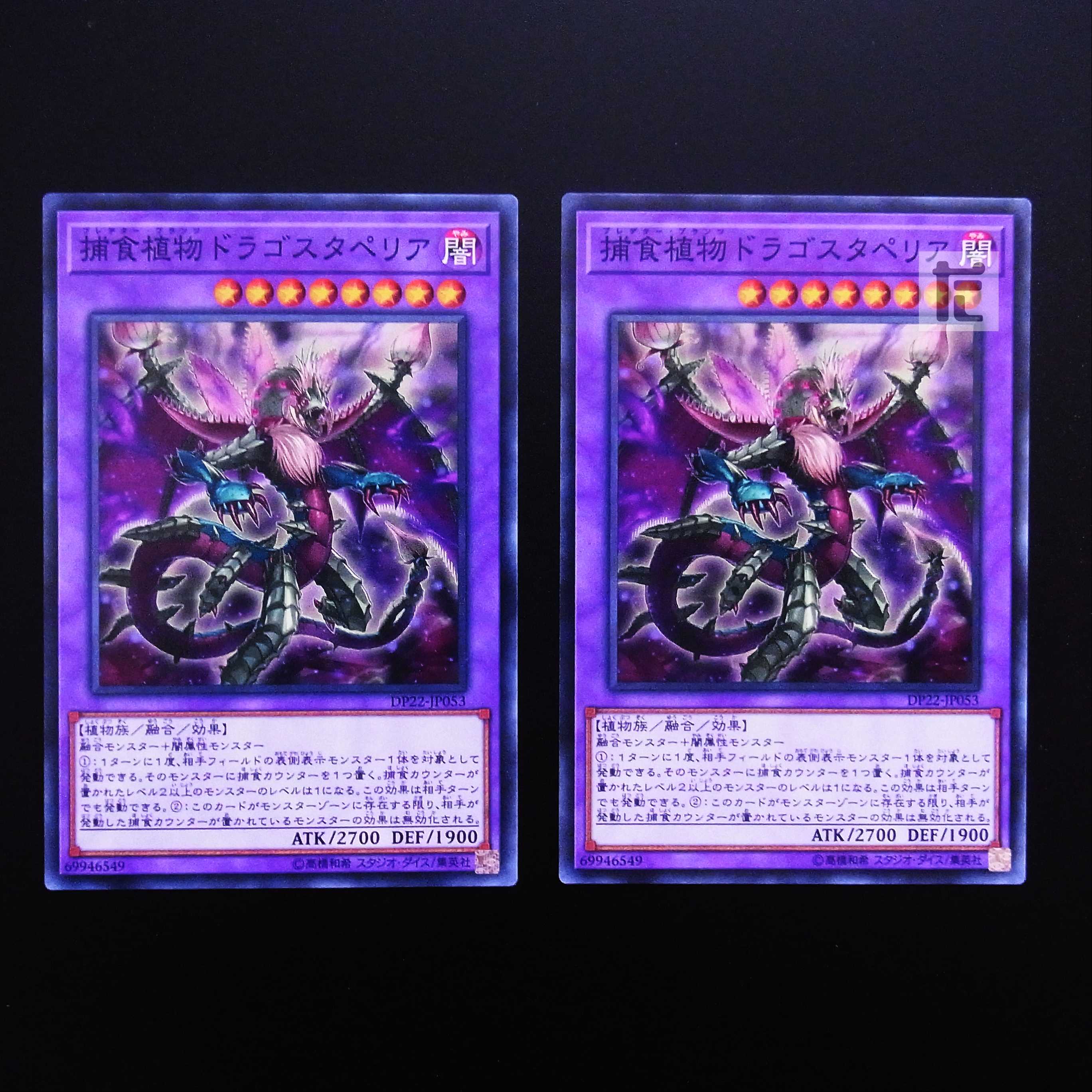 Predaplant Dragostapelia normal, set of 2 / Management:MY0343