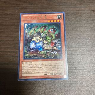 Traptrix Dionaea Rare