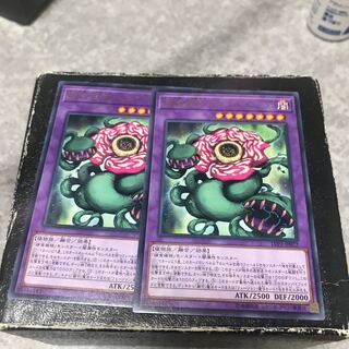 Predaplant Chimerafflesia 2 rare