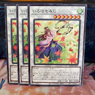 No.969 P shop Alphabetical maples [no