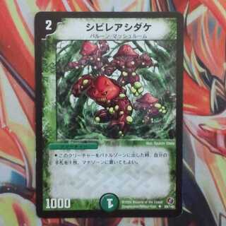 シビレアシダケ