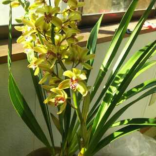 カナさま専用 1枚