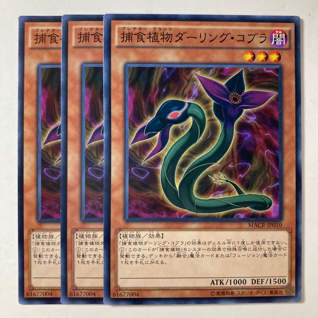 Predaplant Darlingtonia Cobra ☆9094