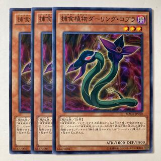 Predaplant Darlingtonia Cobra ☆9094