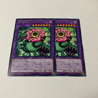 Predaplant Chimerafflesia Rare JP072