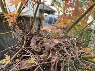 ポケカ探してます