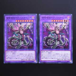 Predaplant Dragostapelia normal, set of 2 / Management:MY0482