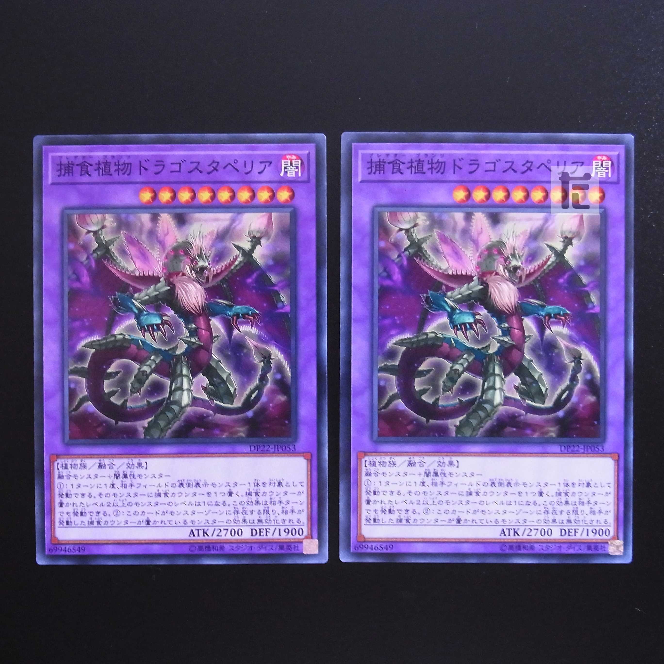 Predaplant Dragostapelia normal, set of 2 / Management:MY0481