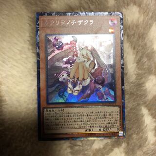 カクリヨノチザクラ　コレクターズ