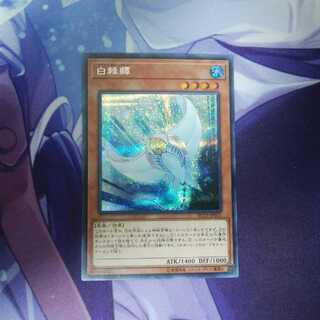 ホワイト・スティングレイ