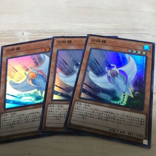 ホワイトスティングレイ