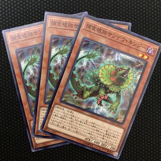 Predaplant Chlamydosundew Normal JP051