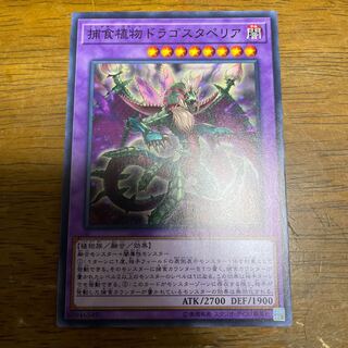 Predaplant Dragostapelia Normal JP053