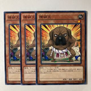 6707 横綱犬 ノーマル JP031