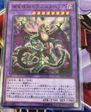 Predaplant Dragostapelia Normal JP053