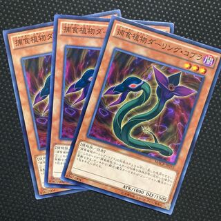 捕食植物ダーリング・コブラ ノーマル JP010