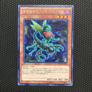 捕食植物オフリス・スコーピオ レア JP009