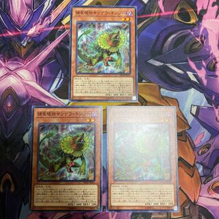 Predaplant Chlamydosundew Normal JP051 Set of 3