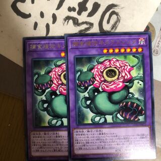 キメラフレシア　2枚