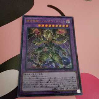 捕食植物トリフィオヴェルトゥム　ウルトラレア