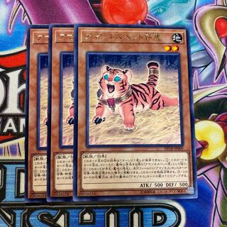 アマゾネスペット仔虎