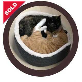 デュエルマスターズ 激アツオリパ