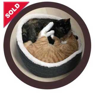 デュエルマスターズ 激アツオリパ