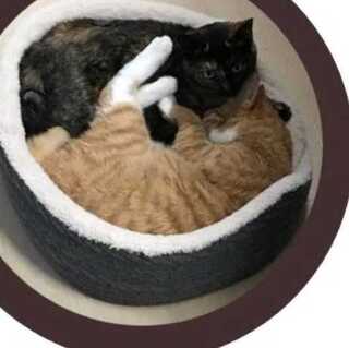 flatオリパの現在出品されているものは詐欺です。販売は延期になりました。