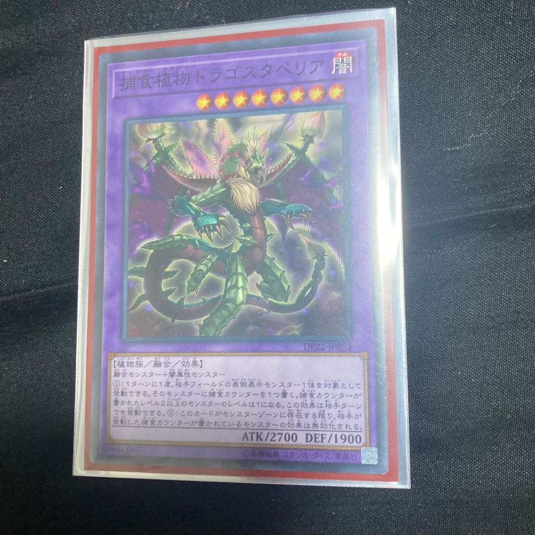 Predaplant Dragostapelia