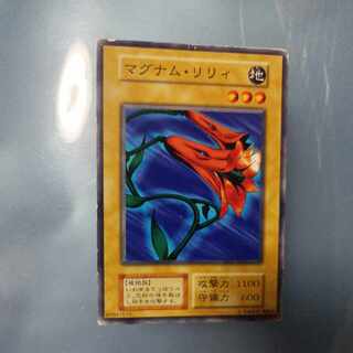 Magnum Lily Early Normal ☆