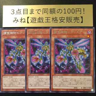 捕食植物ビブリスプ レア JP017