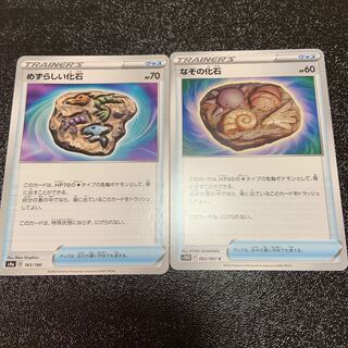 なぞの化石 C 062/067  めずらしい化石      セット！     最安値！