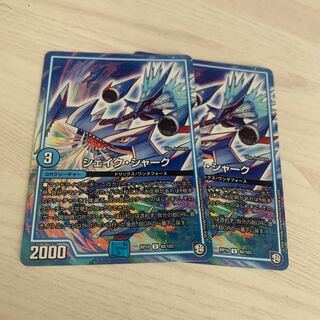 sheikh shark (Carcharhinus leucas)