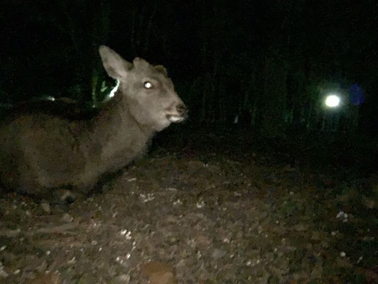 private (e.g. network)