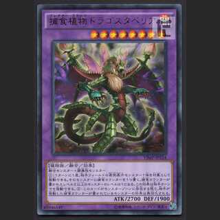 Predaplant Dragostapelia [Near] Ultra/Managed by MY0523