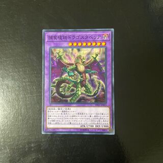 Predaplant Dragostapelia Normal JP053