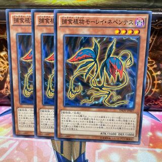 No.1282 P屋　捕食植物モーレイ・ネペンテス 【ノー】