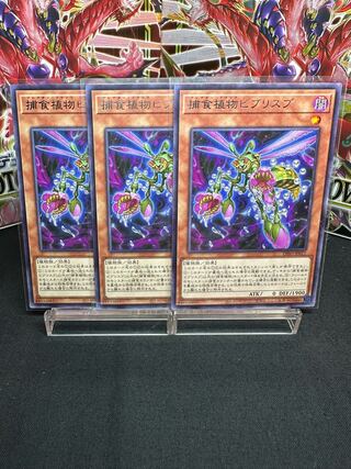 捕食植物ビブリスプ レア JP017