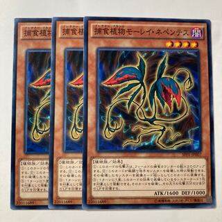 6952 捕食植物モーレイ・ネペンテス ノーマル JP007