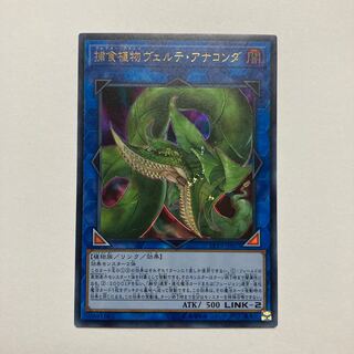 捕食植物ヴェルテ・アナコンダ ウルトラレア JP071