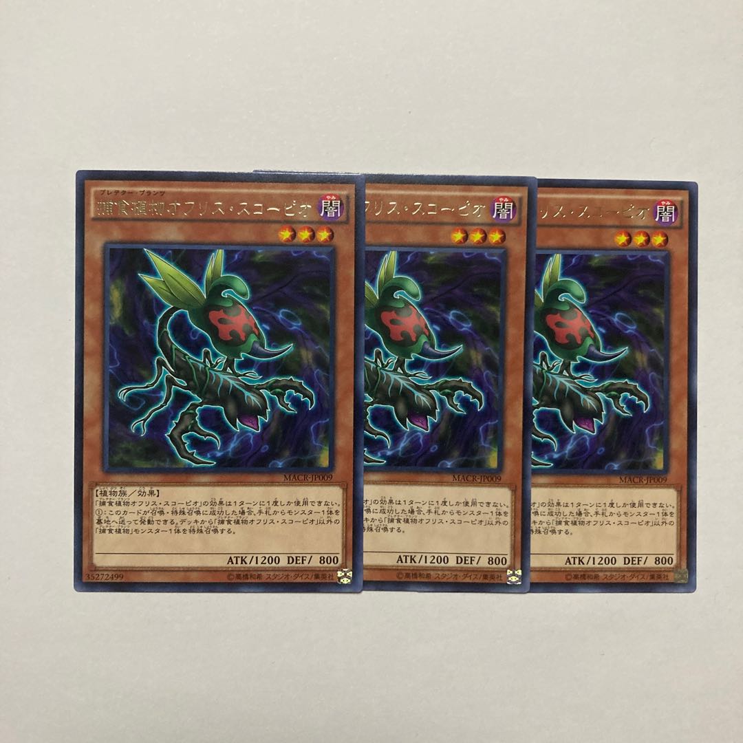 Predaplant Ophrys Scorpio Rare JP009