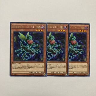 捕食植物オフリス・スコーピオ レア JP009