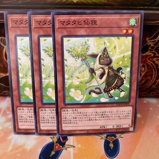 No.759 P shop, matatabi sennan raccoon dog [no].